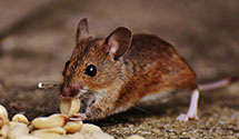 24 Hour & Emergency Exterminators in Scottville, NC